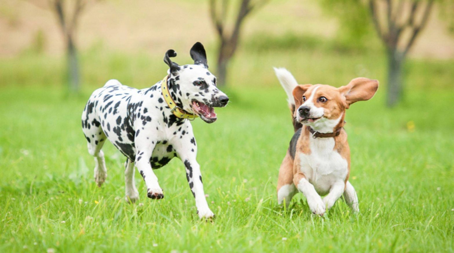 Dogs and their play behavior: Different styles – Dogechip.com