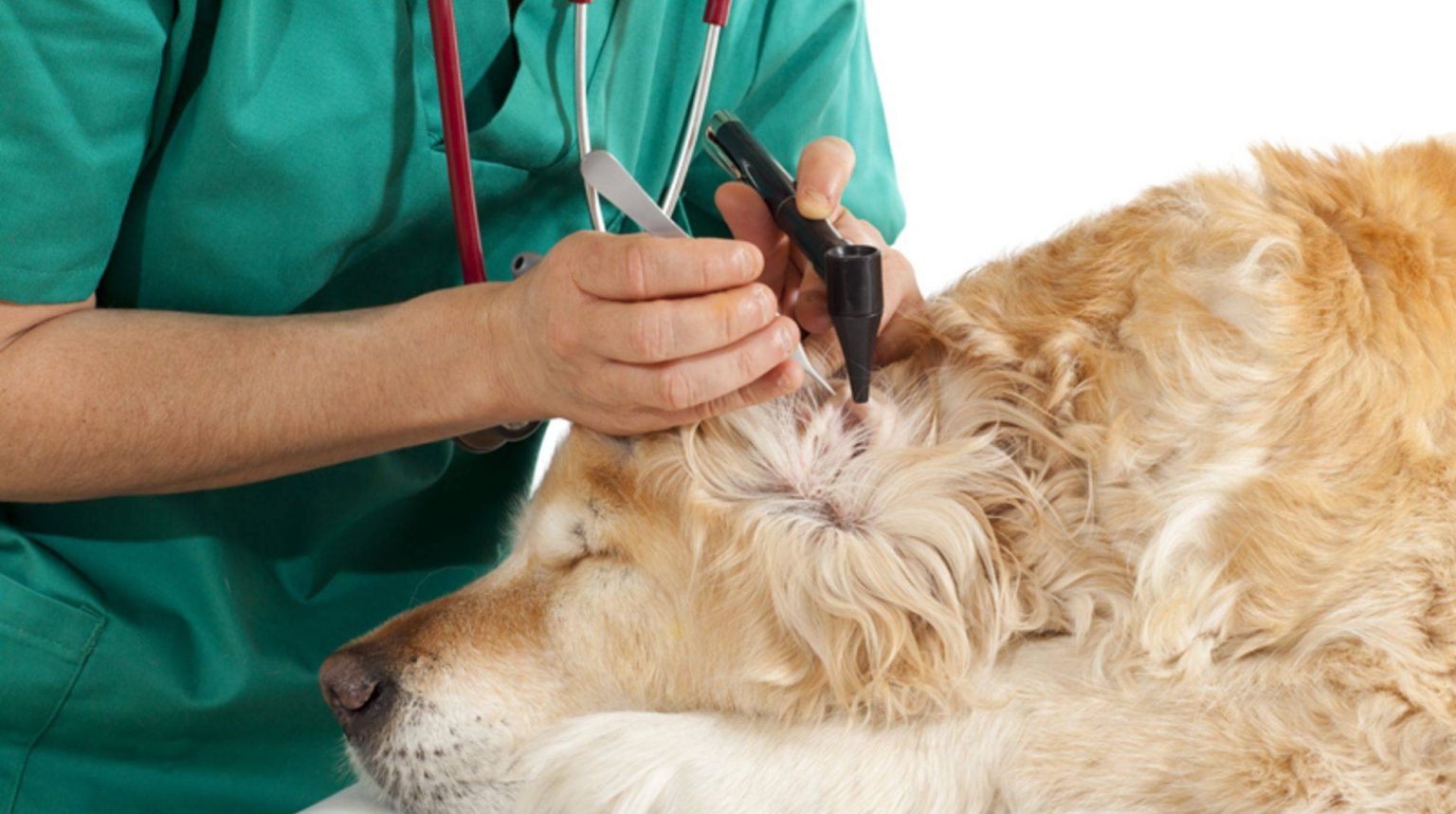 Typical diseases in Golden Retrievers