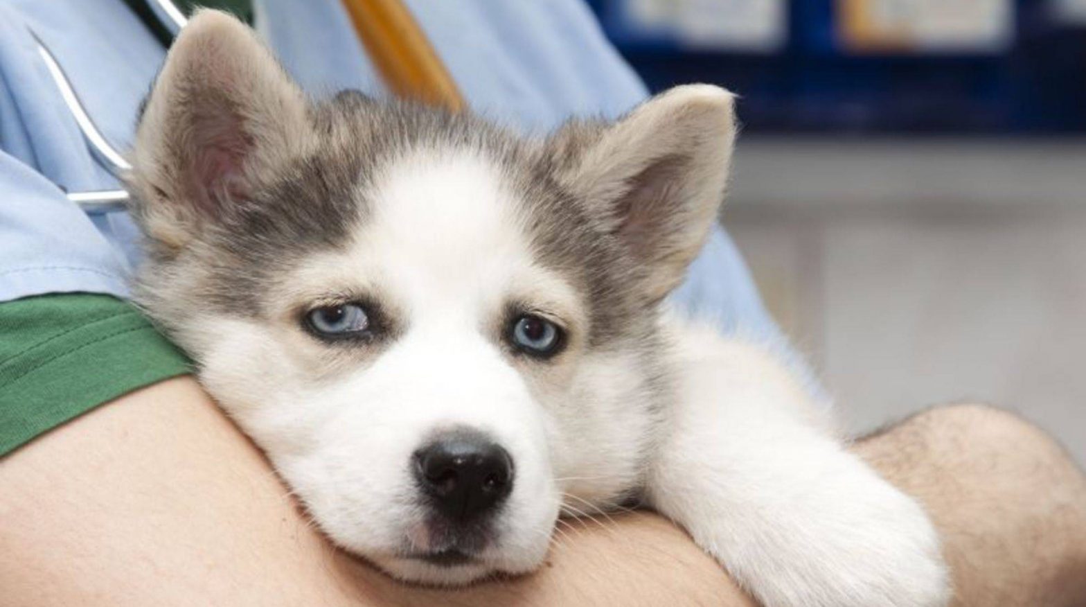 Diagnosis and Lyme disease therapy in dogs