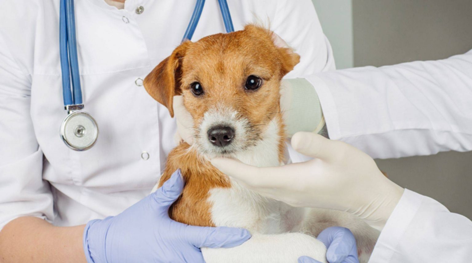 Hepatitis in dogs symptoms and treatment