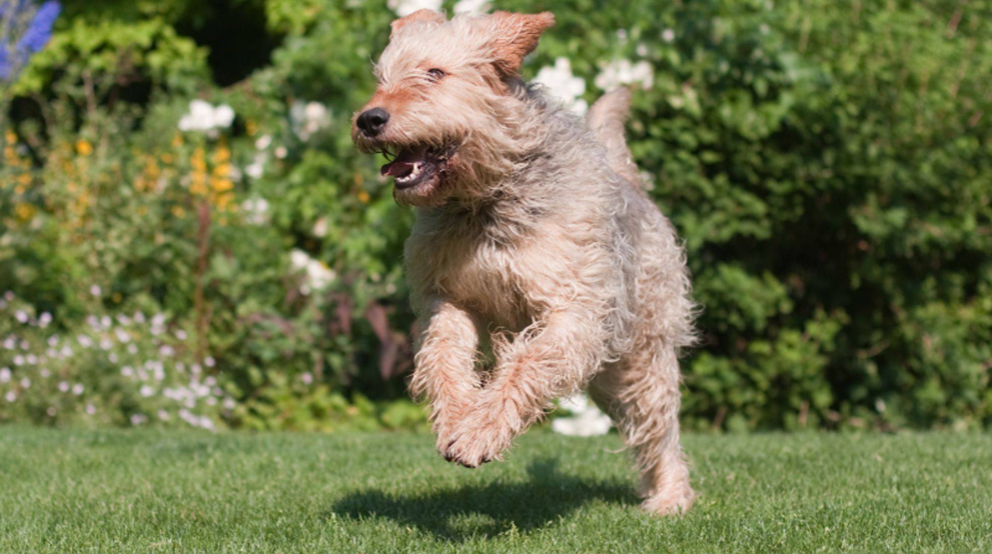 invisible-dog-fence-3-risks-of-the-controversial-fence-dogechip