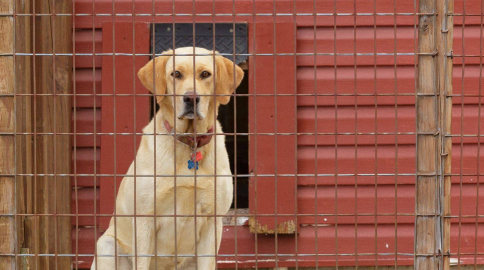 Buying a dog kennel Observe the animal welfare requirements