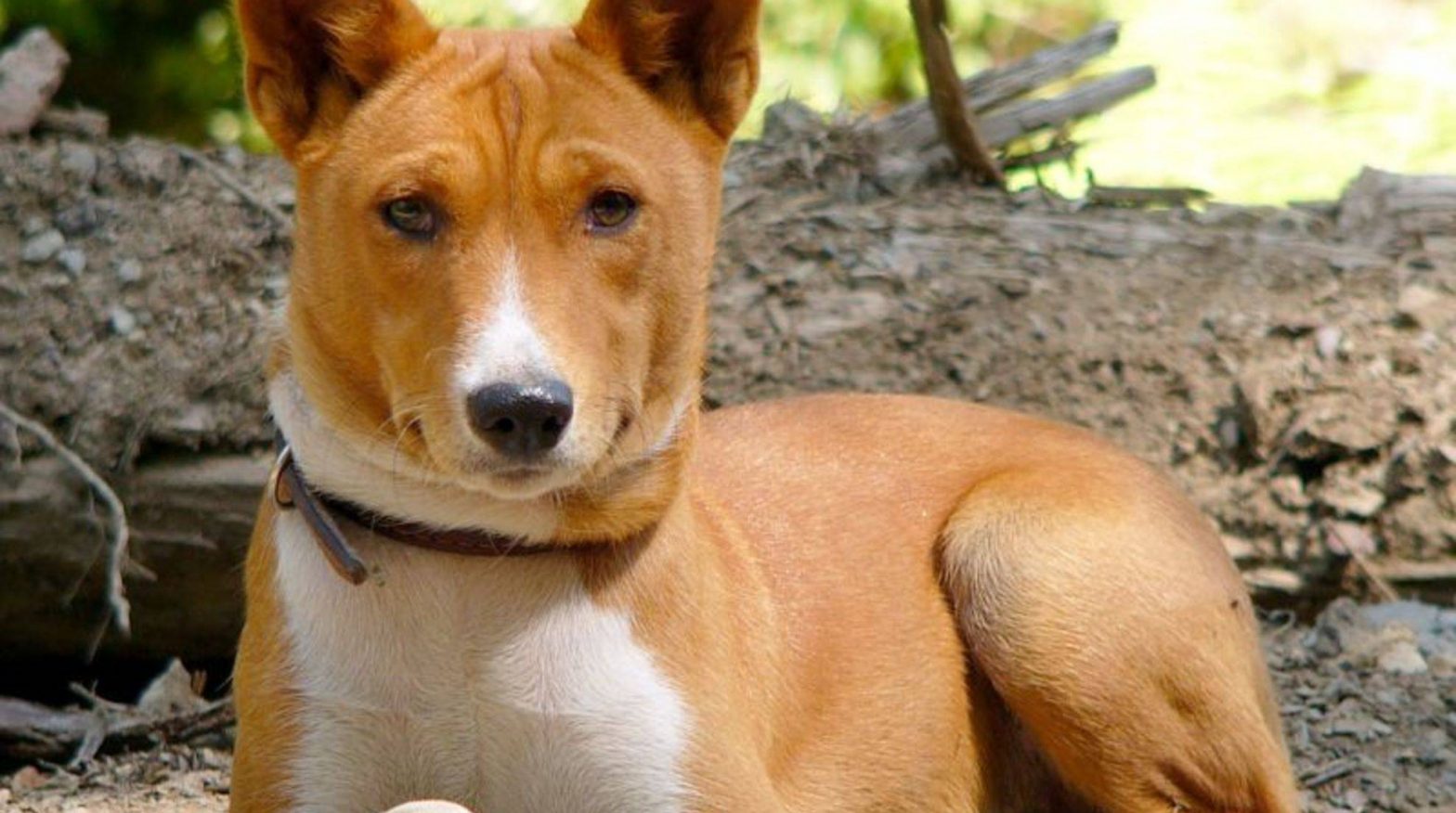 Basenji African hunting dog character