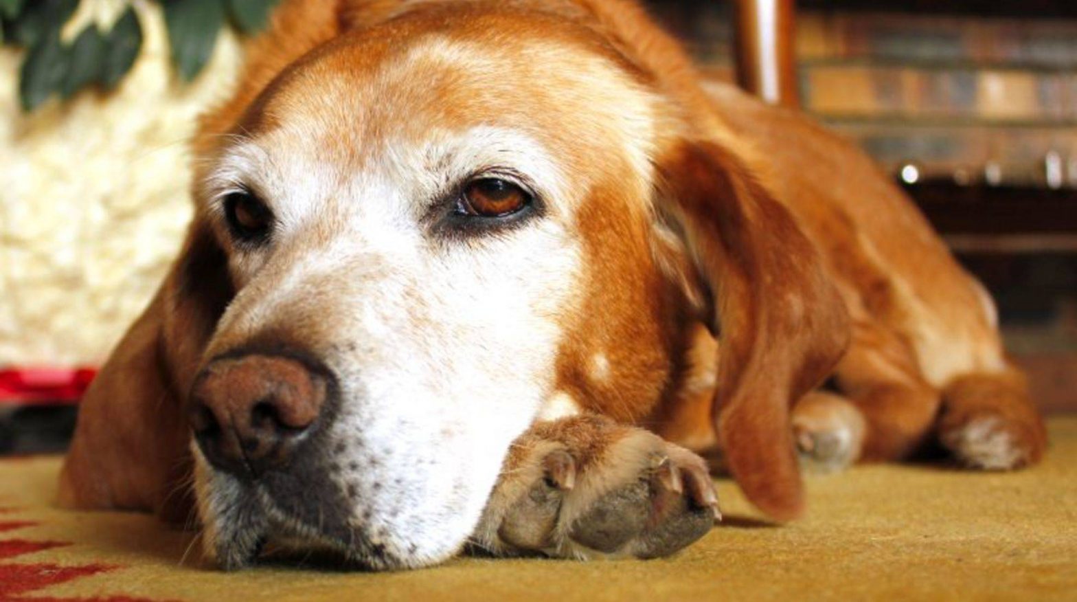 Herniated Disc in Dogs Recognizing Symptoms