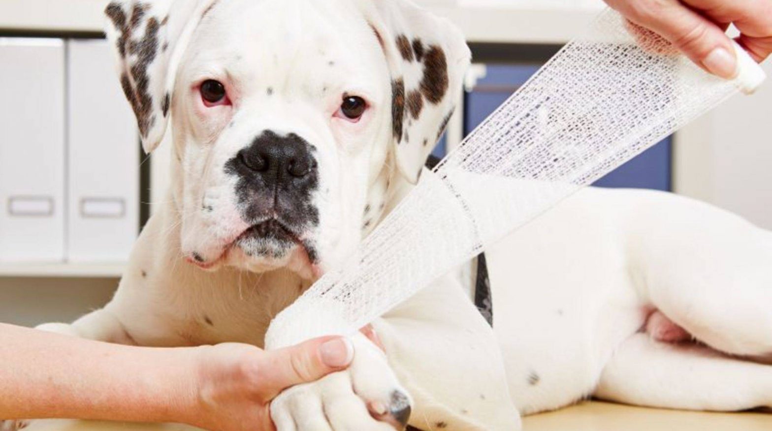 How to put a paw bandage on your dog