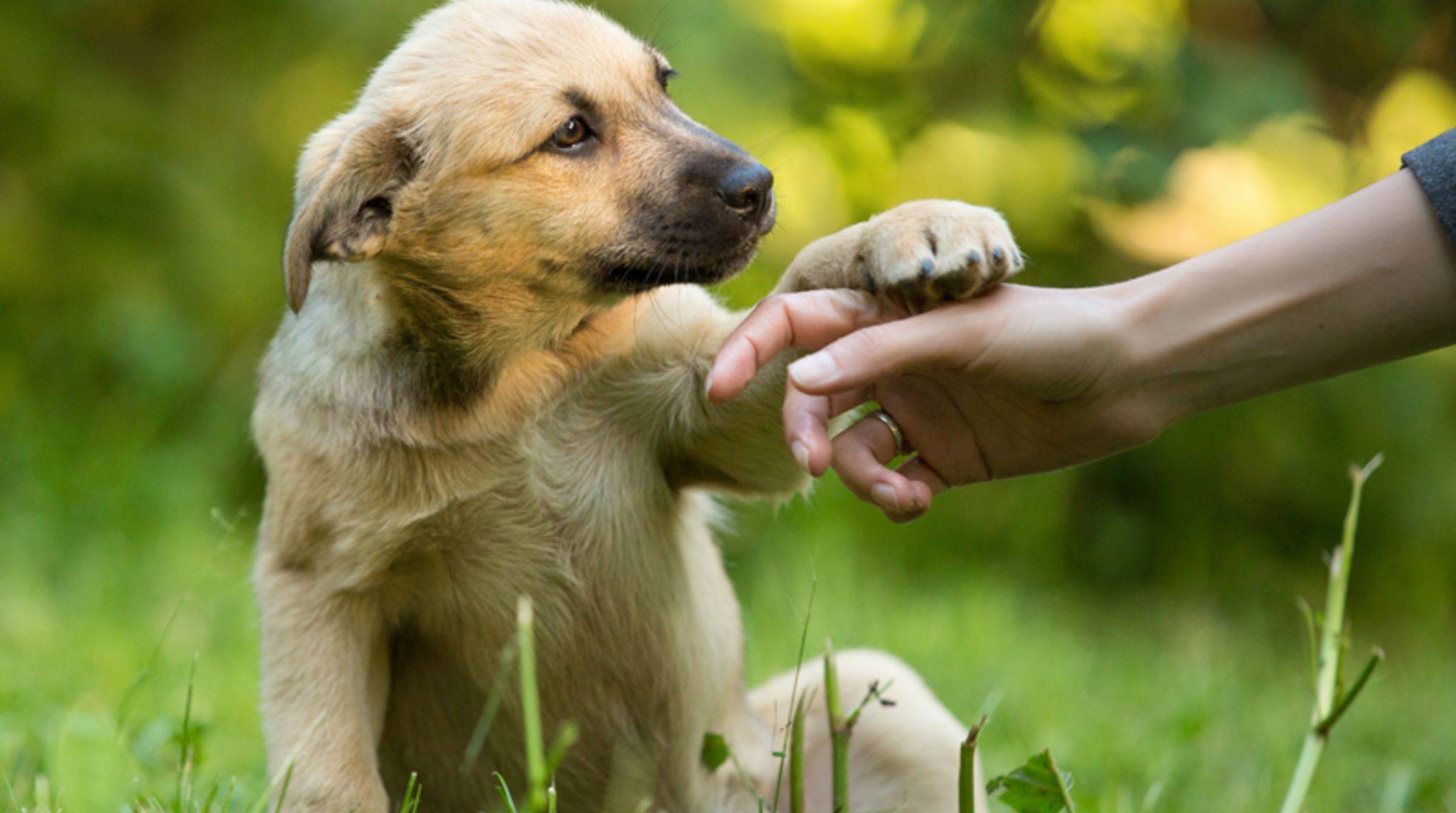 raise-a-dog-without-a-dog-school-how-does-that-work-dogechip